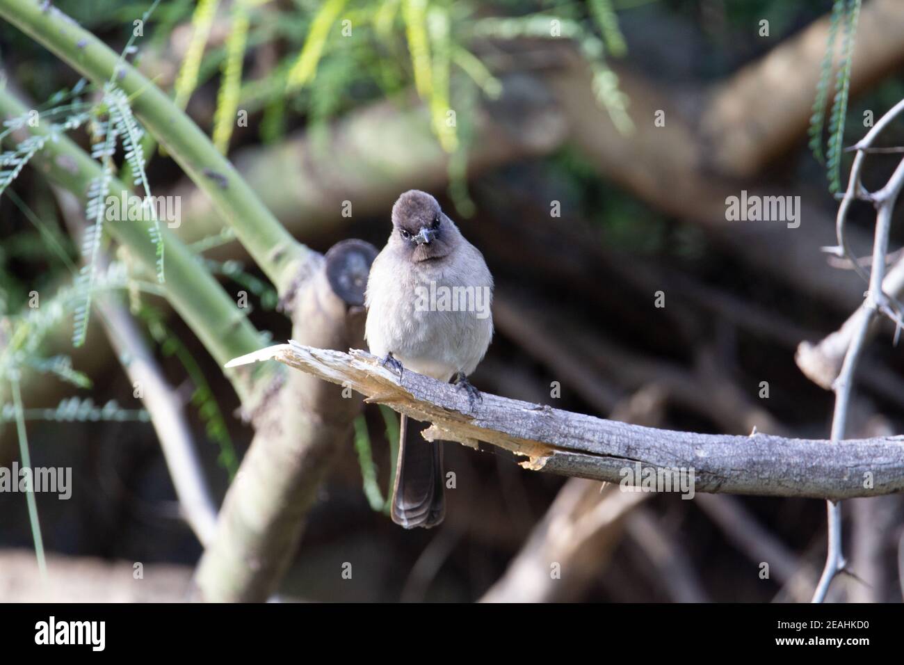 Gemeiner Bulbul (Pycnonotus barbatus) Ein einziger gemeiner Bulbul, der auf einem zerbrochenen Ast sitzt Andere Zweige im Hintergrund Stockfoto