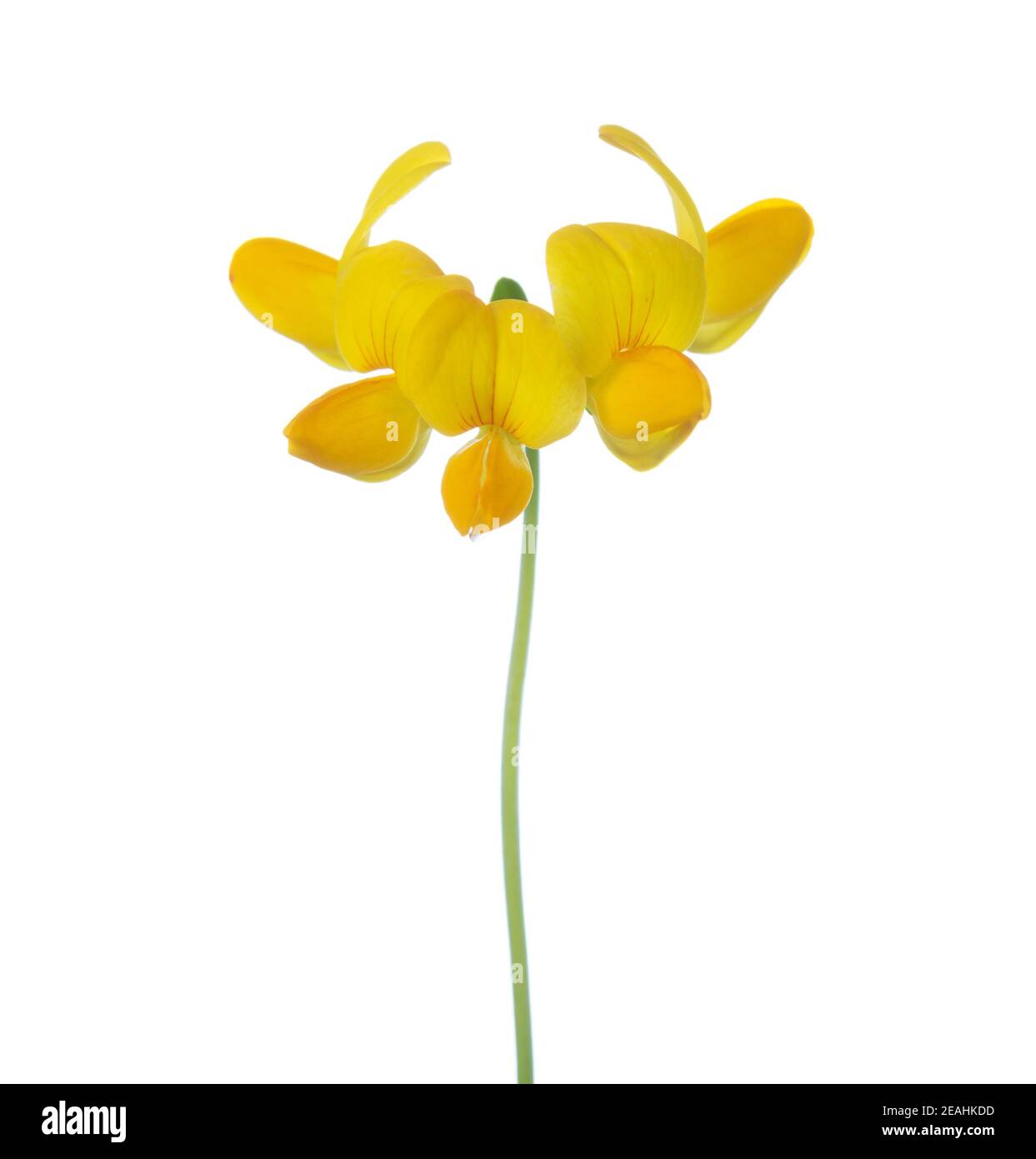 Lotus Corniculatus (Eier und Speck) Blüten isoliert auf weißem Hintergrund. Stockfoto