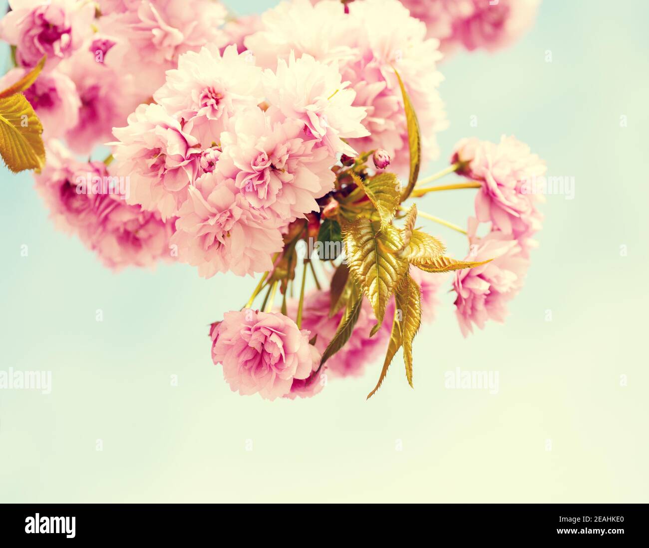 Zweige mit hellrosa Blüten von Kirschblüten (Sakura). Foto im Retro-Stil. Getöntes Bild. Selektiver Fokus. Stockfoto