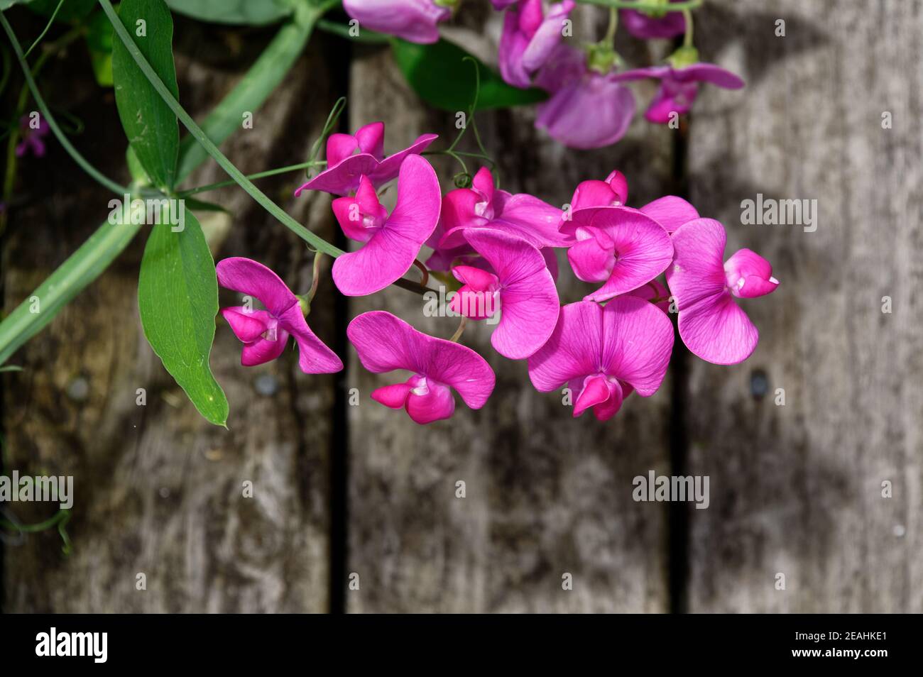 Pinky lila süße Erbsenblüten gegen Holzplanken Stockfoto