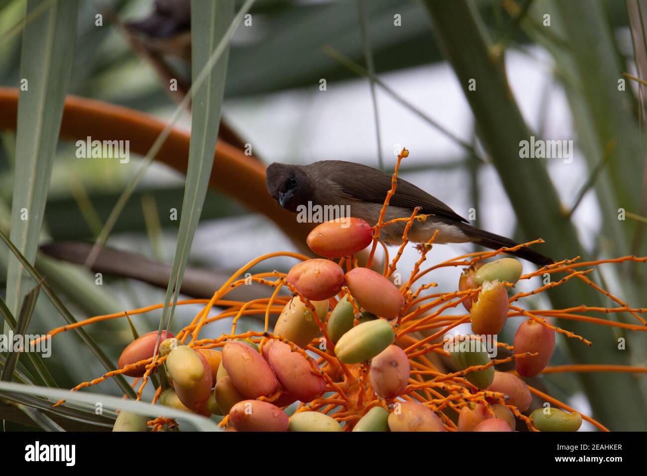 Gemeiner Bulbul (Pycnonotus barbatus) Ein gewöhnlicher Bulbul in einer orangefarbenen und roten Dattelpalme Baum mit Palmenblättern im Hintergrund Stockfoto