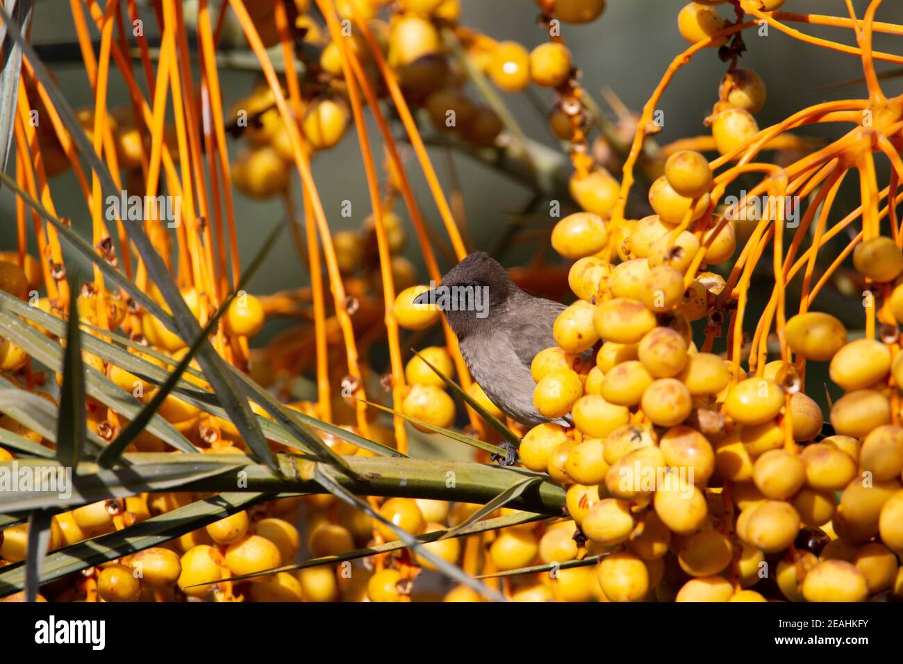Gemeiner Bulbul (Pycnonotus barbatus) Ein gewöhnlicher Bulbul in einer orangefarbenen und gelben Dattelpalme Baum Stockfoto
