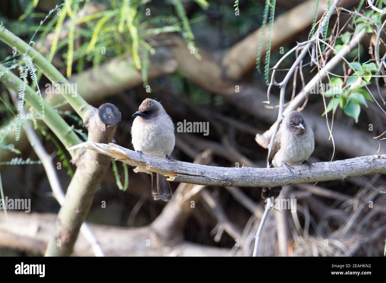 Gemeiner Bulbul (Pycnonotus barbatus) Ein Paar gewöhnlicher Bulbul, der auf einem zerbrochenen Ast sitzt Mit anderen Zweigen im Hintergrund Stockfoto