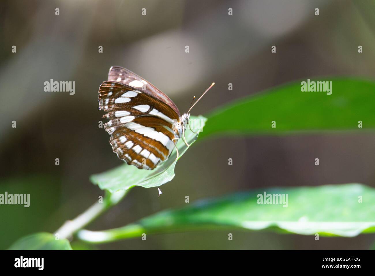 Seefahrer (Neptis hylas Papaja) Ein gemeiner Seemann Schmetterling ruht auf einem grünen Blatt mit Ein natürlicher grauer Hintergrund Stockfoto