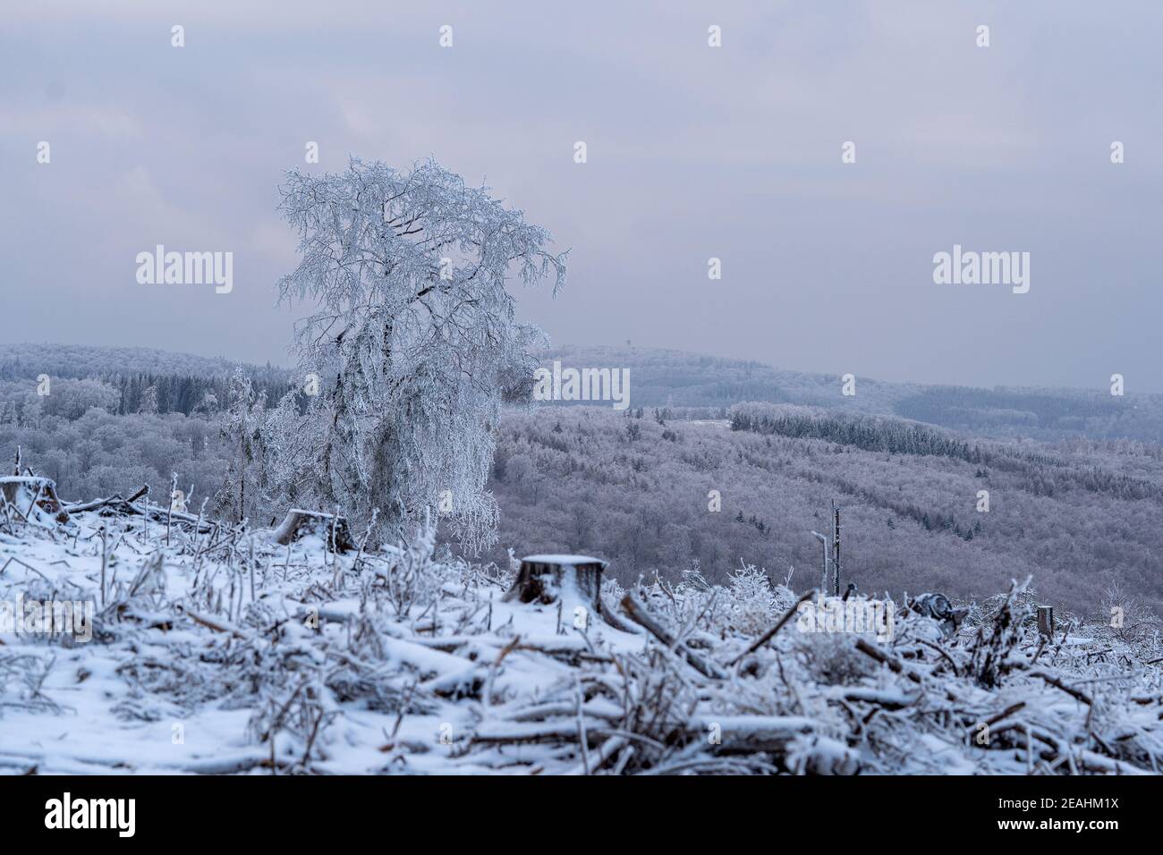 Schneebedeckter Baum im schneebedeckten hügeligen und bergigen Taunus Landschaft an einem bewölkten Wintertag Stockfoto