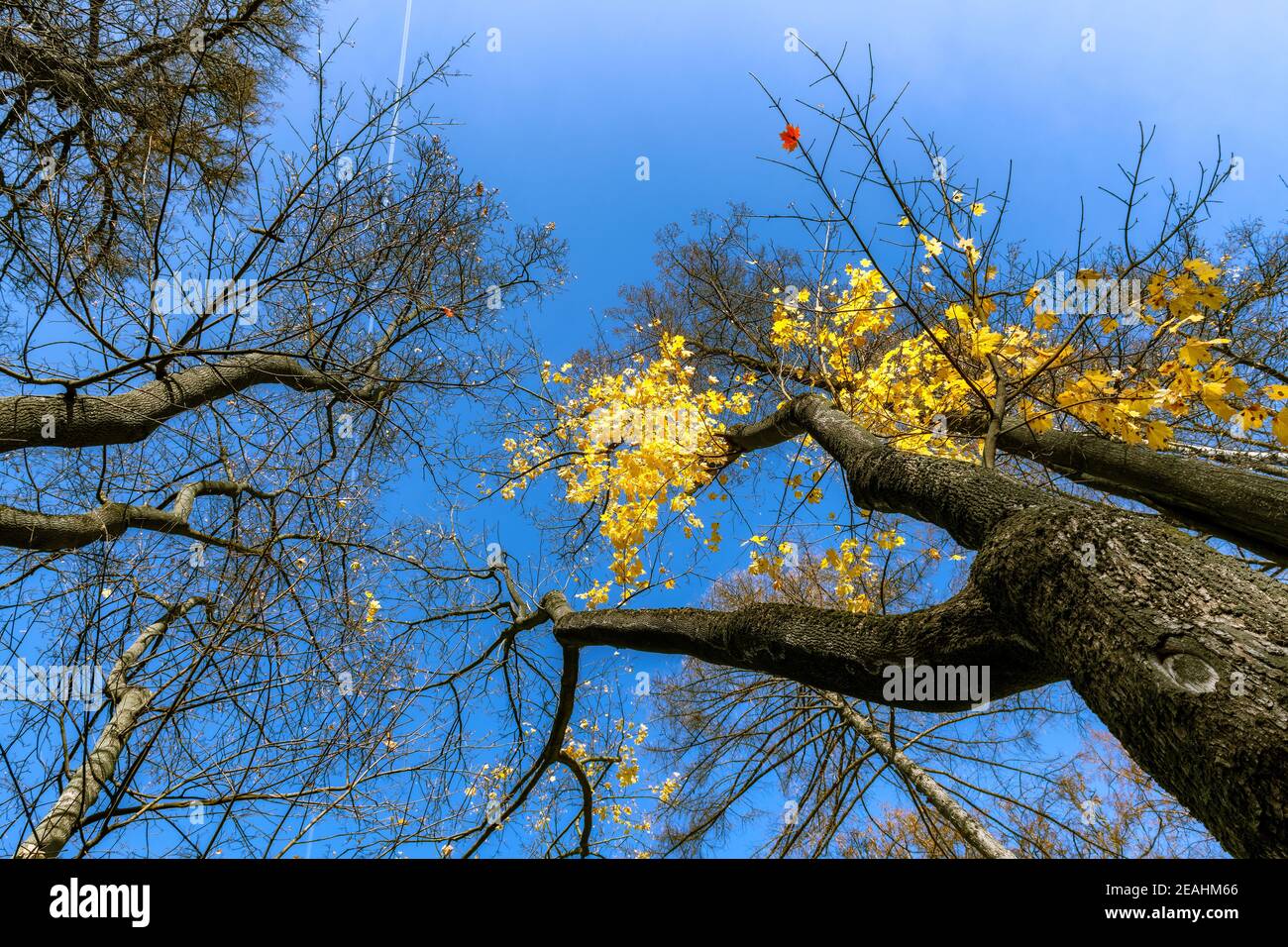 Ahornzweige mit gelben und orangen Blättern hängen schön in Sonniges Herbstwetter Stockfoto