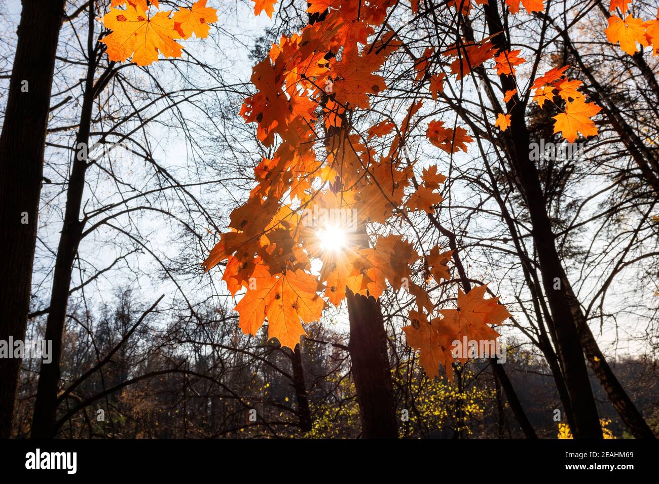Orange Herbst Ahorn Blätter auf Zweig in sonnigen Herbsttag. Stockfoto
