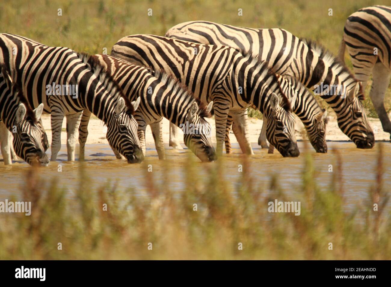 Eine Herde Zebras, die aus einem Wasserloch trinkt Namibia Stockfoto