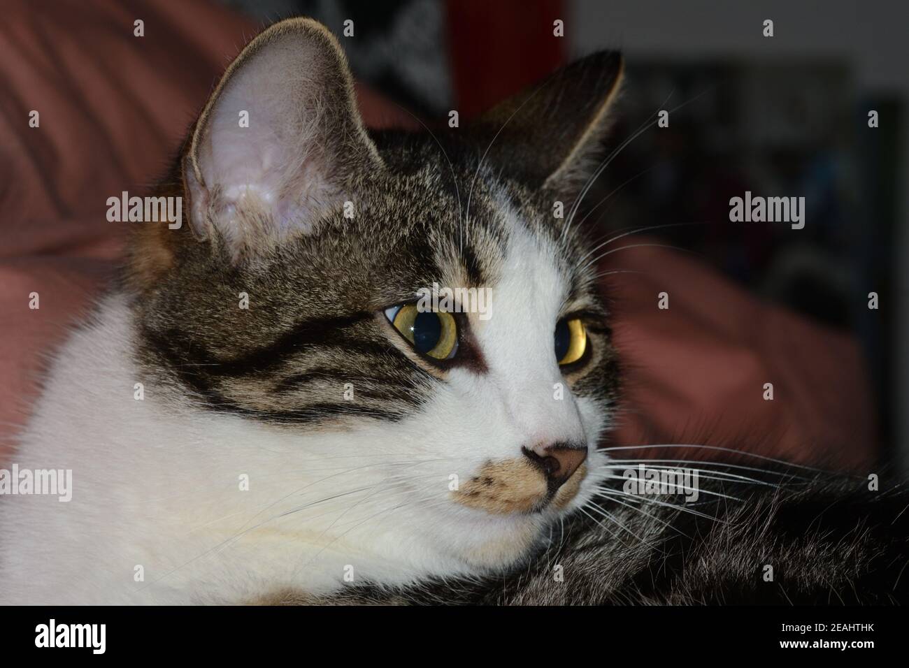 Nahaufnahme Porträt oa gestreift tabby Katze mit gelben Augen Stockfoto