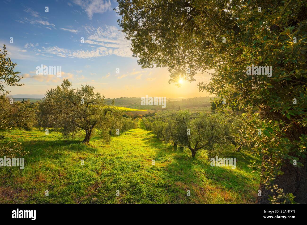 Maremma auf dem Land Panoramaaussicht, Olivenbäume, sanften Hügeln und grünen Felder. Meer am Horizont. Casale Marittimo, Pisa, Toskana Italien Europa. Stockfoto