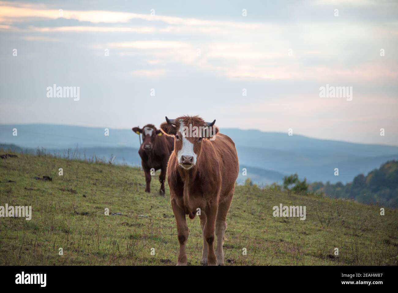 Zwei Kühe auf einem Gebäck am Abend Blick in die Kamera, Landschaftsmodus Stockfoto
