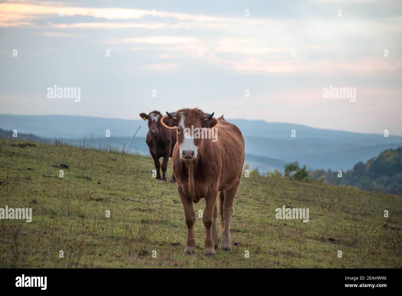 Zwei Kühe auf einem Gebäck am Abend Blick in die Kamera, Landschaftsmodus Stockfoto