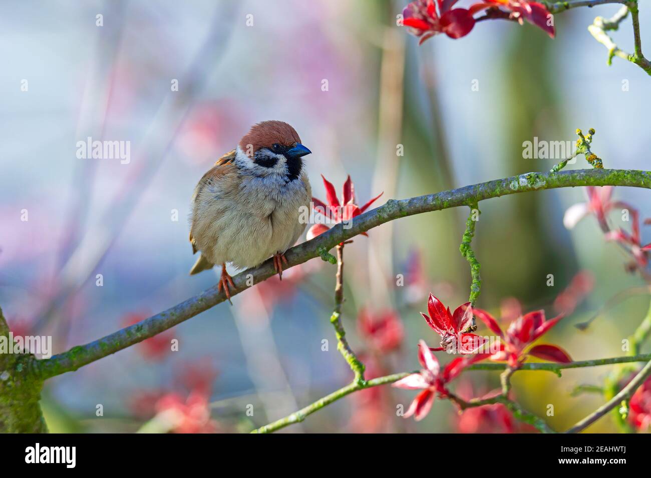 Sperling Vogel sitzt auf der Brache eines Baumes Stockfoto