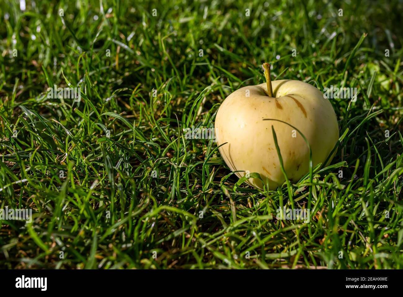 Ernte Herbst. Gelber Apfel auf grünem Gras Nahaufnahme. Stockfoto