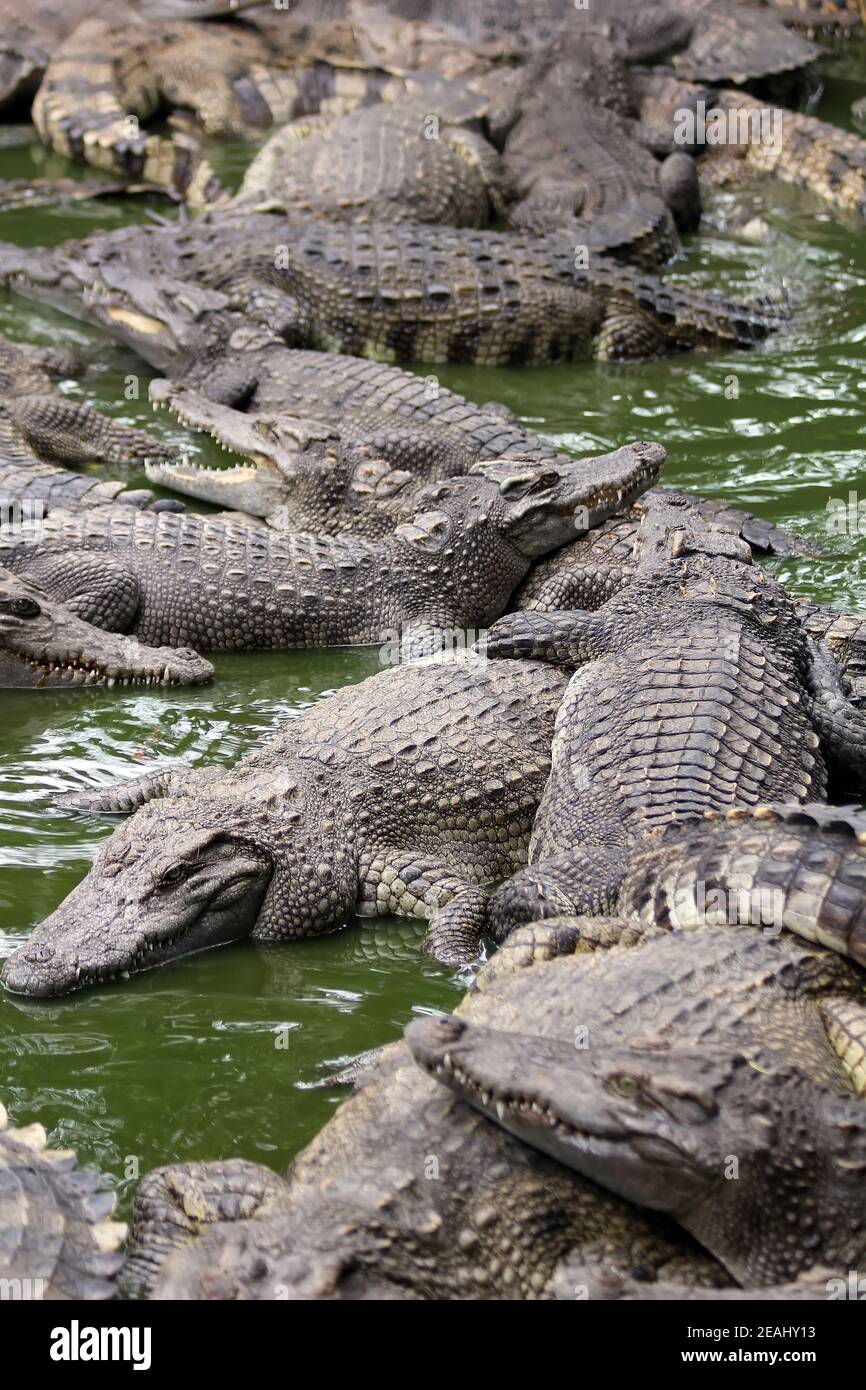 Viele Krokodile liegen abwechselnd im Wasser. Natürlicher Hintergrund Stockfoto