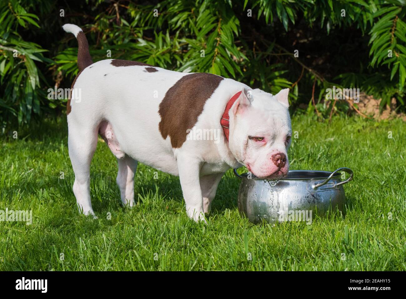 White American Bully Welpen Hund sind Trinkwasser Stockfoto