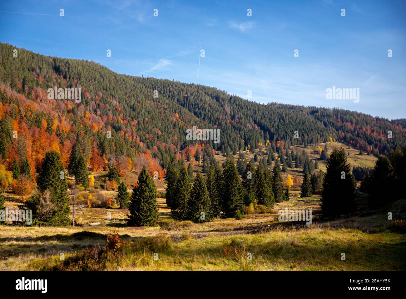 Blick auf das Menzenschwander Albtal im Herbst Stockfoto