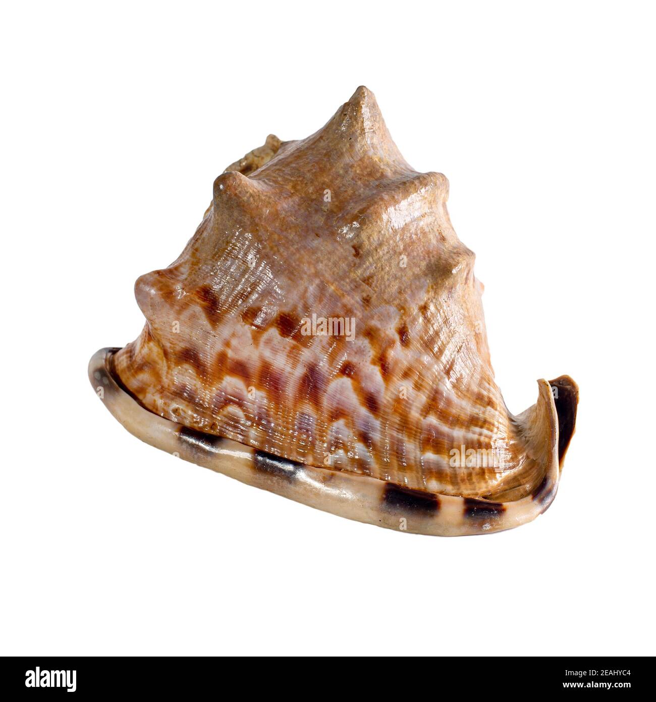 Meeresmuschel isoliert auf weißem Hintergrund. Wunderschöne Muschel Stockfoto