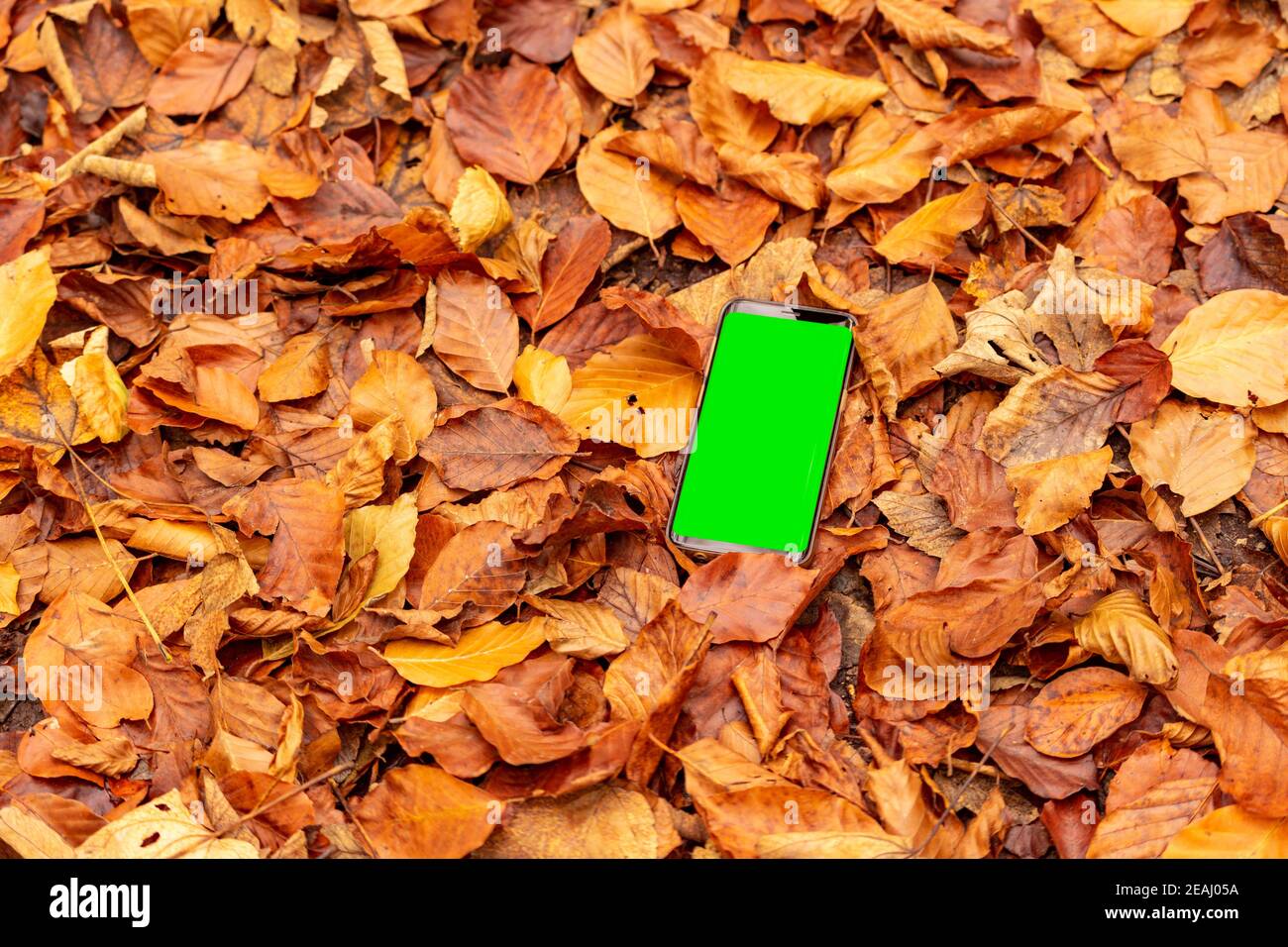 Herbst Blätter Hintergrund mit Smartphone isoliert mit Greenscreen im Freien Stockfoto