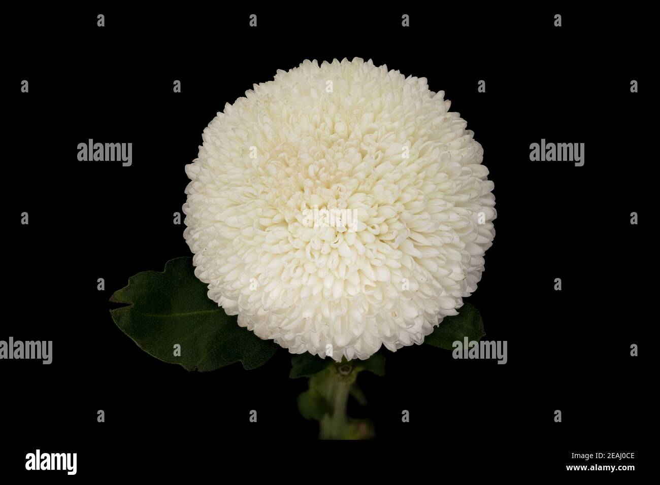 Chrysantheme Ping Pong Weiß Stockfoto