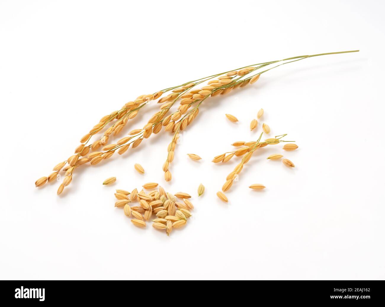 Reisohren auf weißem Hintergrund Stockfoto