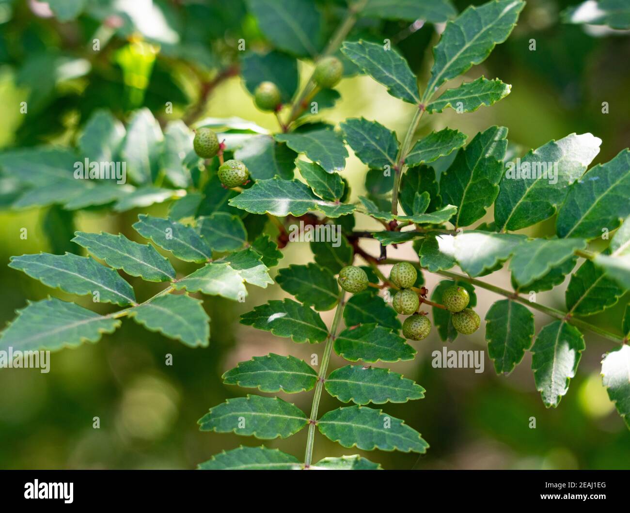 Japanischer Sansho auf dem Baum Stockfoto