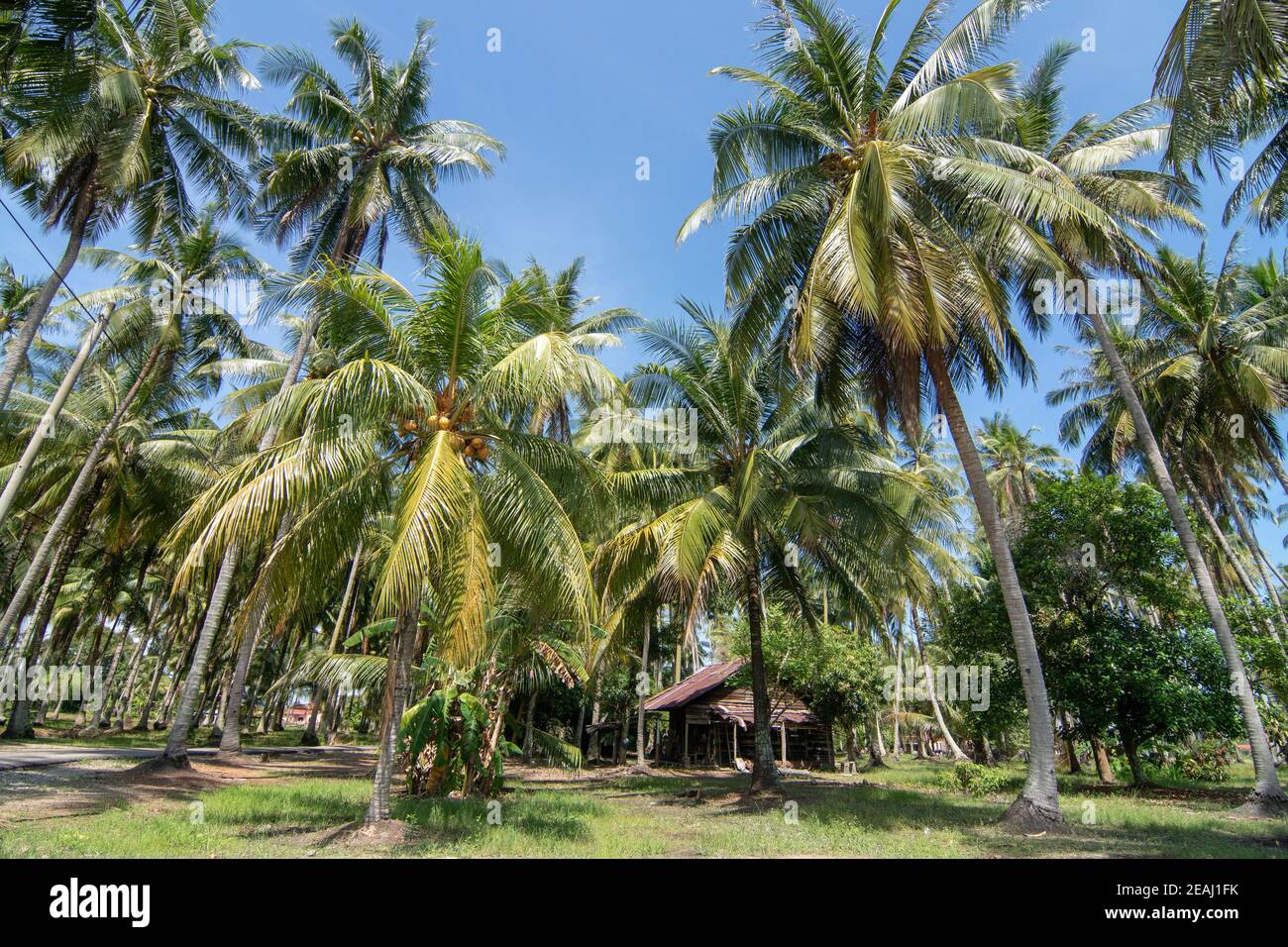 Holzhaus in Kokosnussfarm in Penang Stockfoto