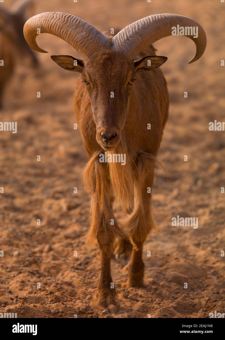 Barbaren Schafe in der Wüste, Tripolitania, Ghadames, Libyen Stockfoto