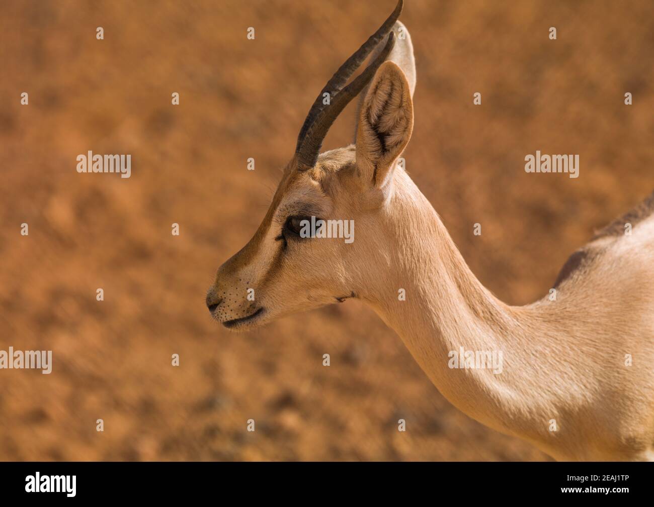 nordafrikanische Gazelle in der Wüste, Tripolitanien, Ghadames, Libyen Stockfoto