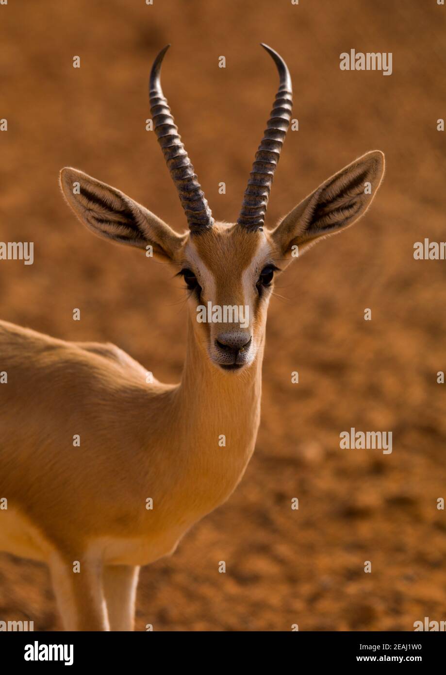 nordafrikanische Gazelle in der Wüste, Tripolitanien, Ghadames, Libyen Stockfoto