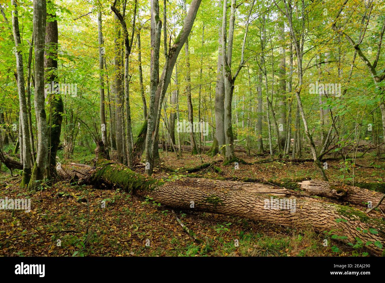 Herbstlicher Laub-Urstand Stockfoto