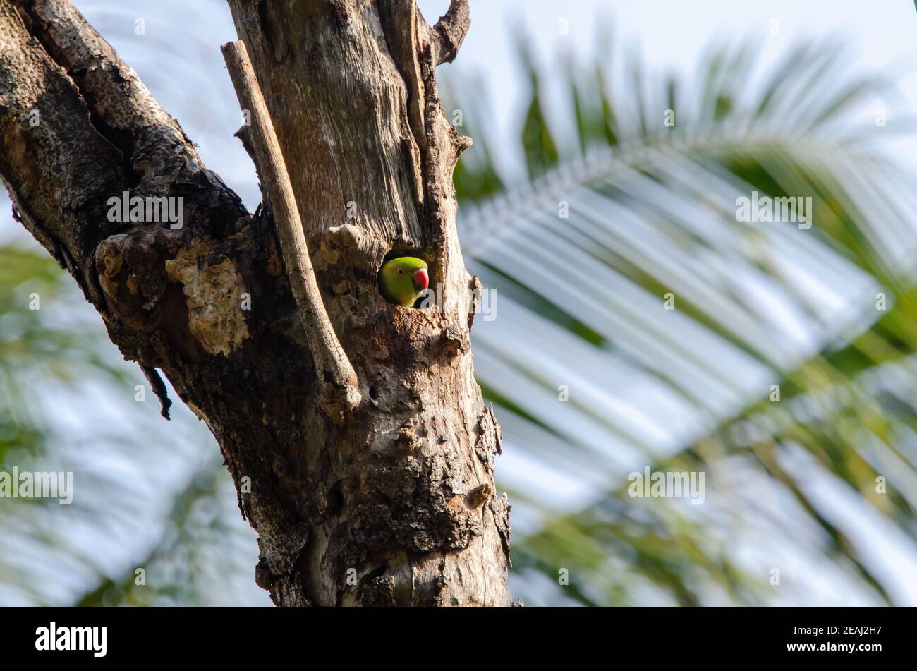 Grüner Vogel im Nest Stockfoto