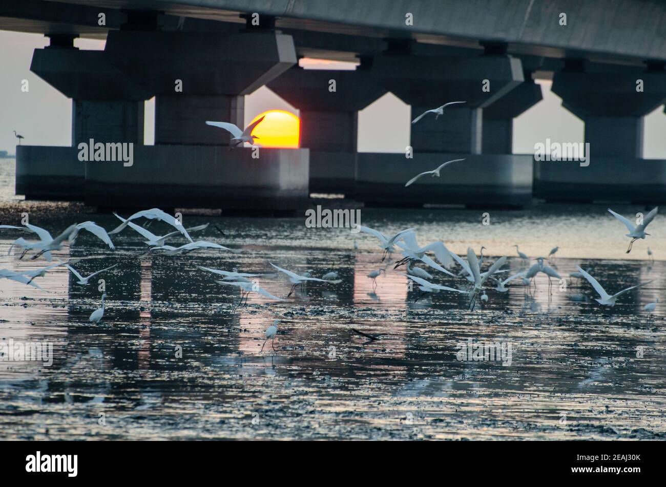 Kranich Vogel fliegen unter der Brücke Stockfoto