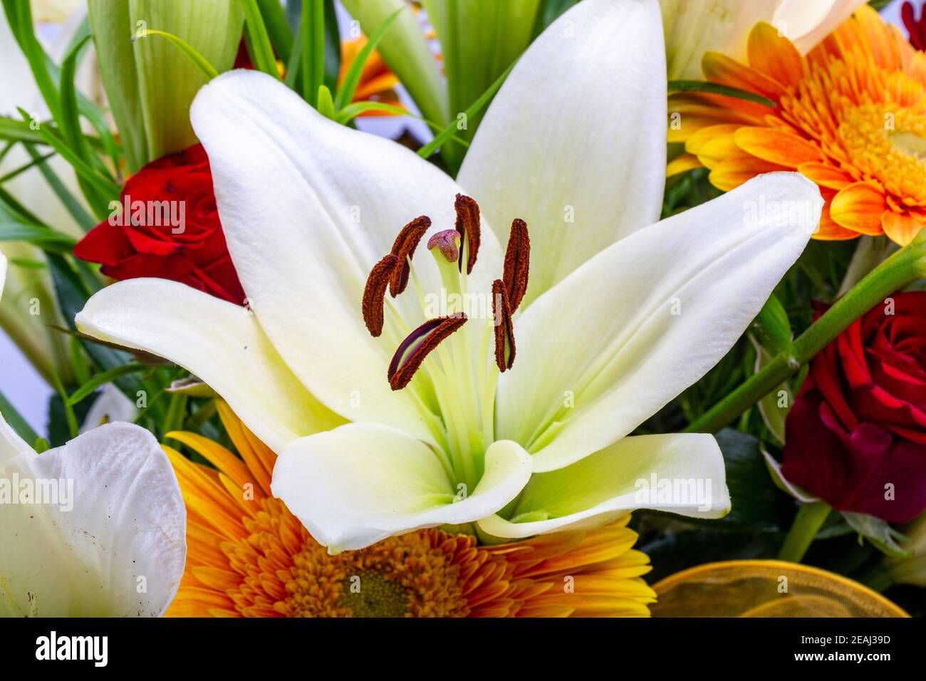 Ein schöner Bukett aus weißen Lilien und orangen Gerberas Stockfoto
