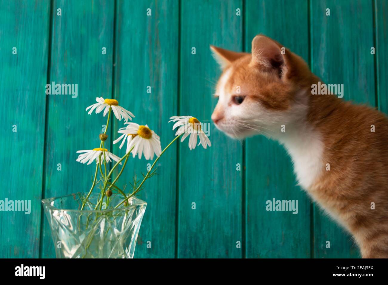 Niedliche rote Kätzchen schnüffeln weißen wilden Gänseblümchen oder Kamillenblumen Stockfoto