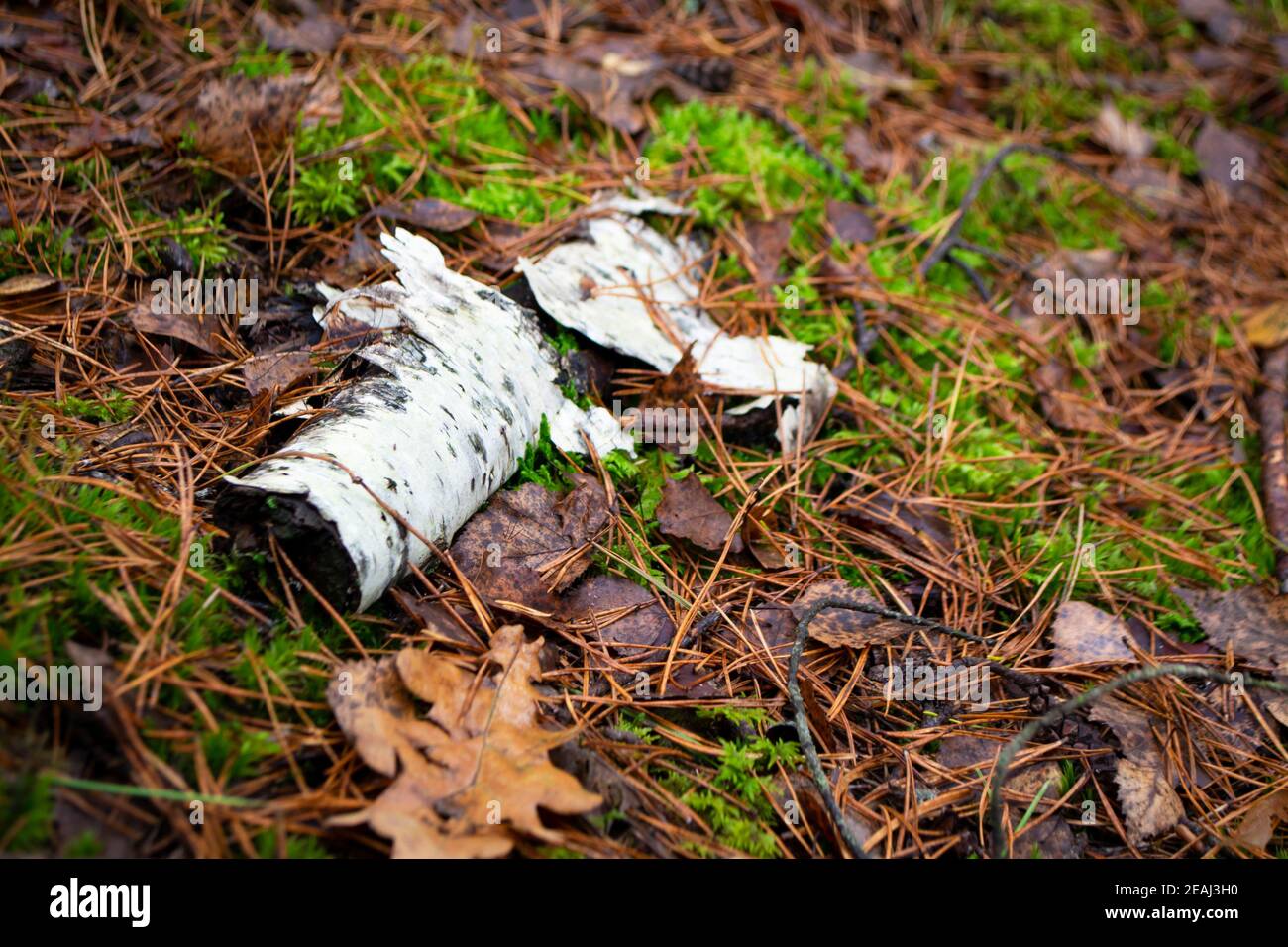 Ein Birkenstamm ist auf dem Weg unberührt. Wilder Wald im Herbst Stockfoto