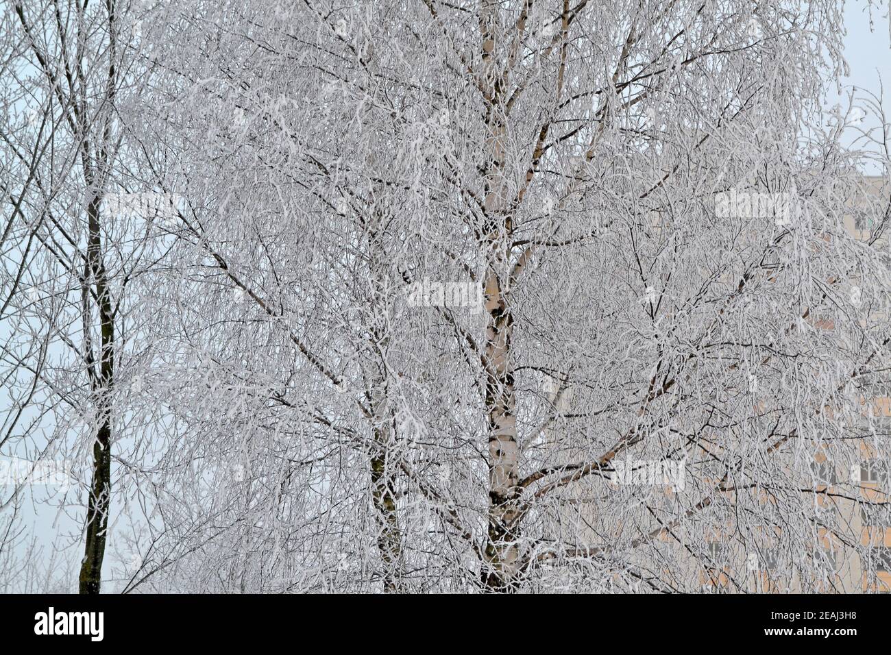 Der frostige Wintermorgen im Wald, der mit dem Reim verputzt ist, der russische Winter mit dem Birkenzweig Stockfoto