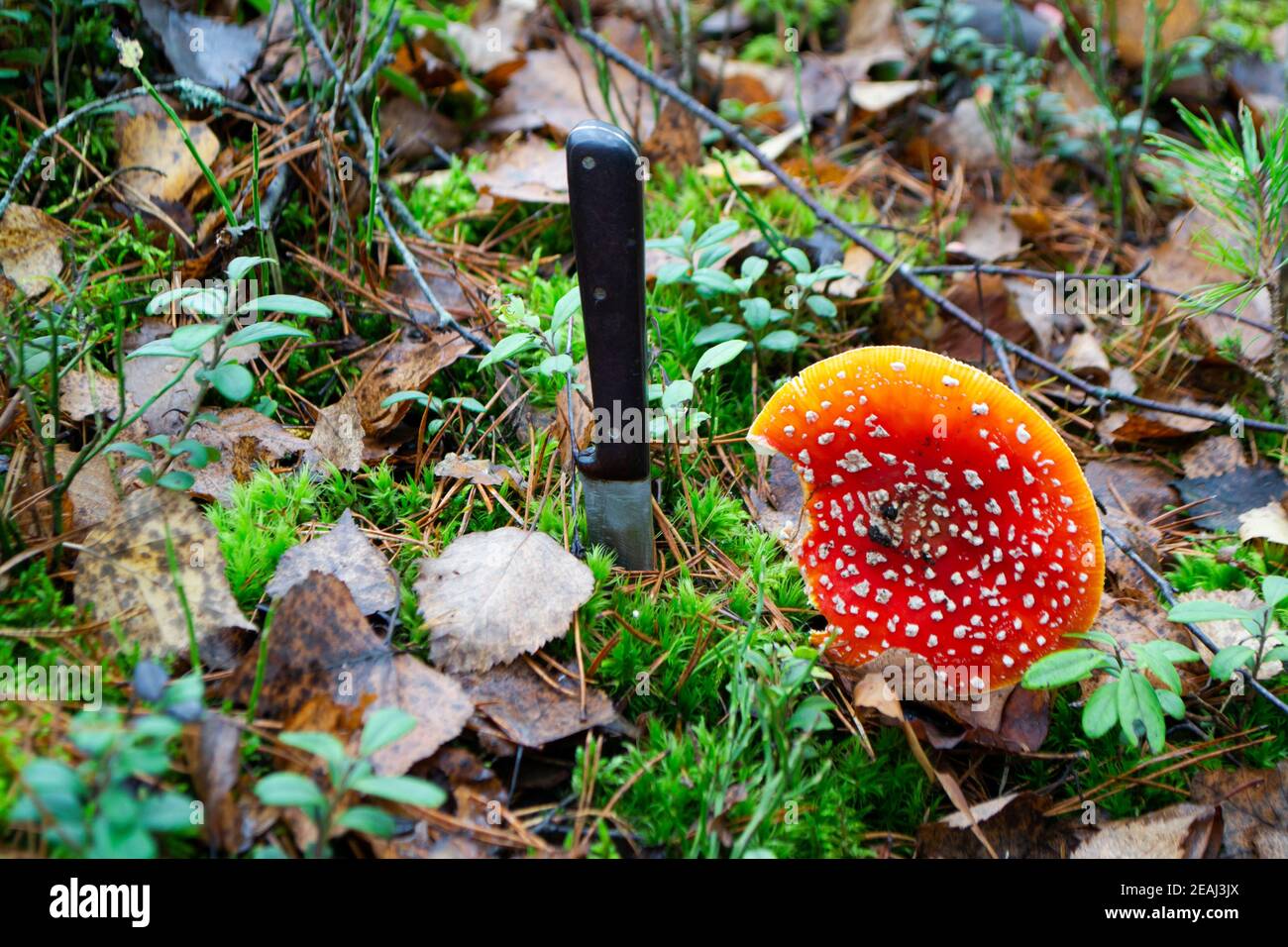 Nahaufnahme einer Amanita muscaria oder Fliege agaric, Fliege amanita mit Knif im Herbstwald. Stockfoto