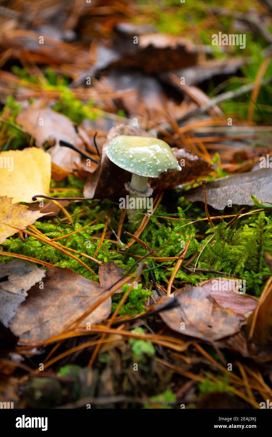 Stropharia aeruginosa. Wildpilze im Bio-Wald Stockfoto