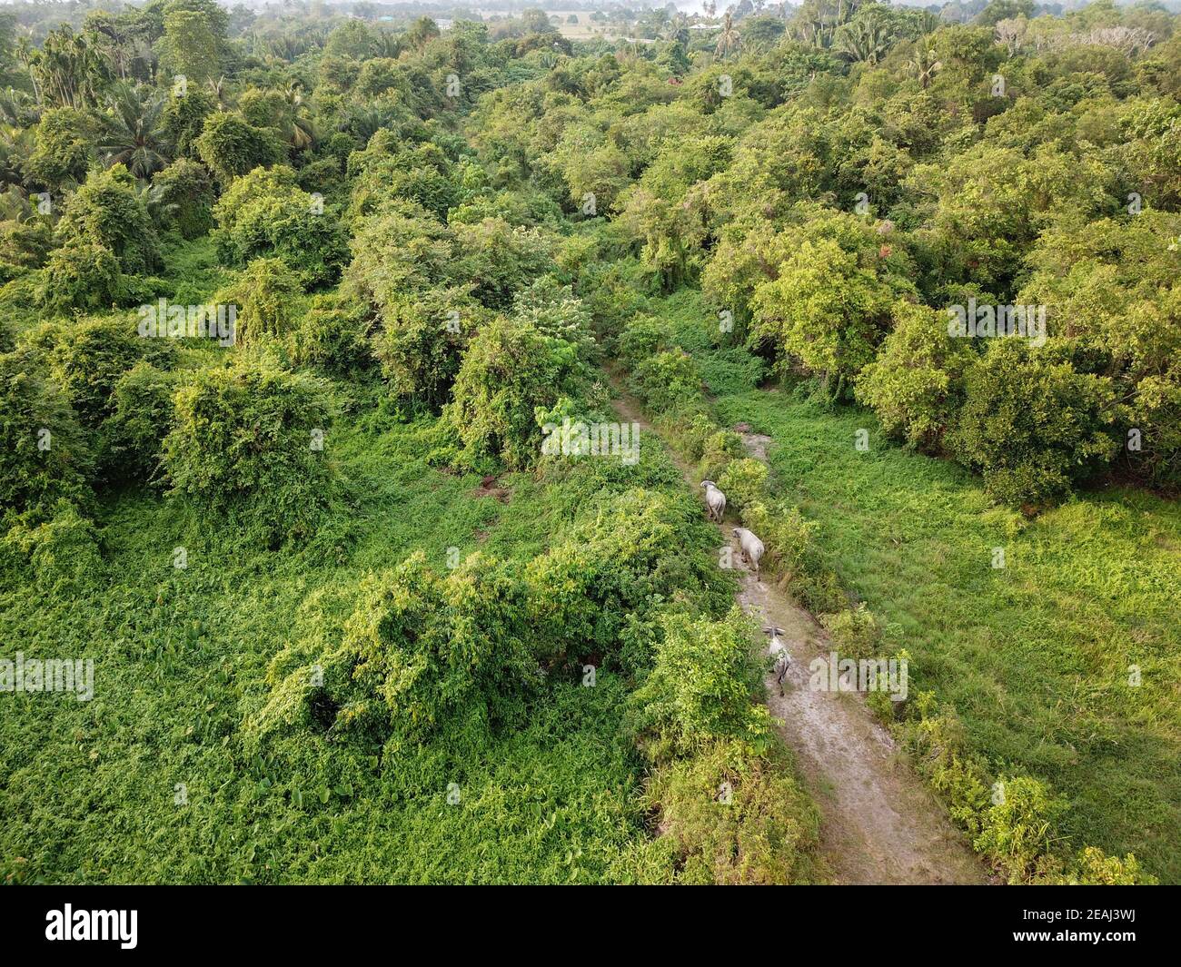 Drei Büffel gehen auf dem Weg Stockfoto