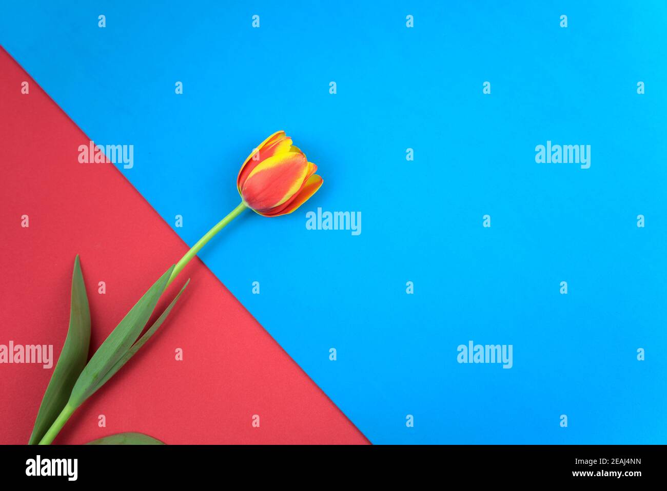 Rot magenta, heiß Chilli farbigen Tulpe flach lag auf vintage rot und hellblau parallelen Farben abstrakte Textur Papier Hintergrund. Minimalistischer Kunststil. Stockfoto