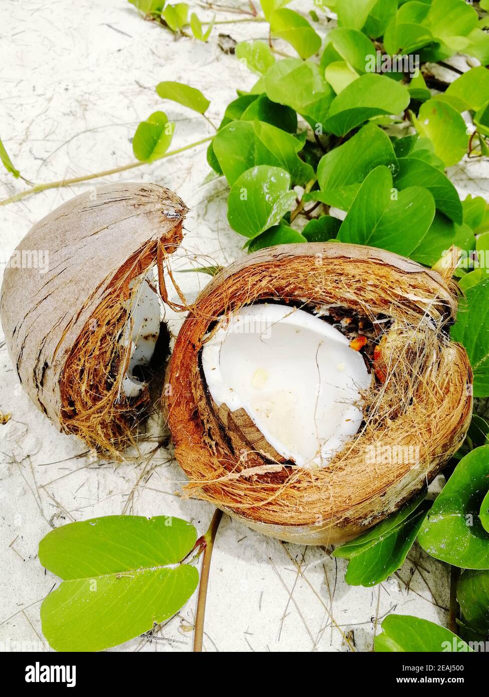 coco Nut Shell am strand von thailand Stockfoto