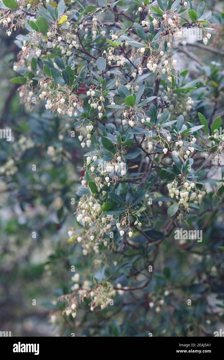 Arbutus unedo. Blumen des Erdbeerbaumes im Herbst. Stockfoto