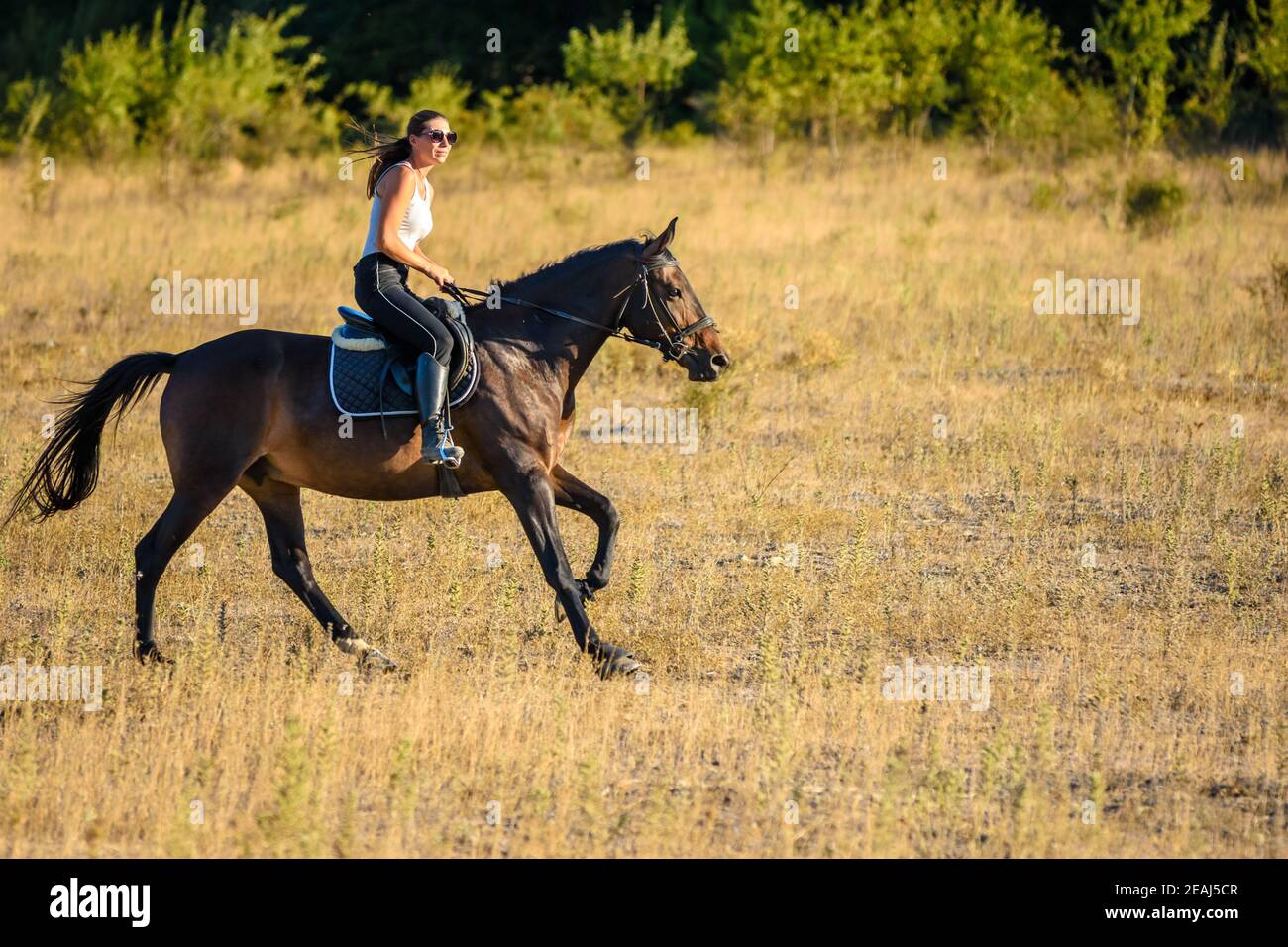 Mädchen reitet ein Pferd über das Feld auf einem sonnigen Tag Stockfoto