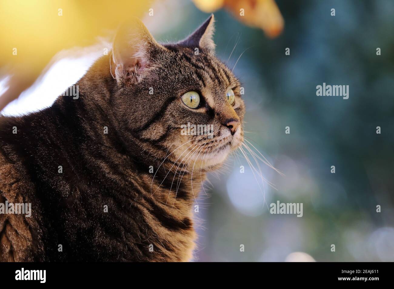 Das Gesicht einer ziemlich neugierigen Katze unter Herbstblättern Im Garten Stockfoto