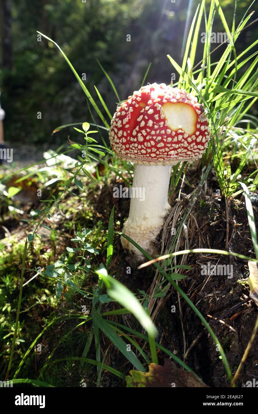 Fliegen Sie agarisch oder fliegen Sie amanita (Amanita muscaria) - Wandern auf dem Klammweg Passeiertal zwischen Moos und St. Leonhard Stockfoto