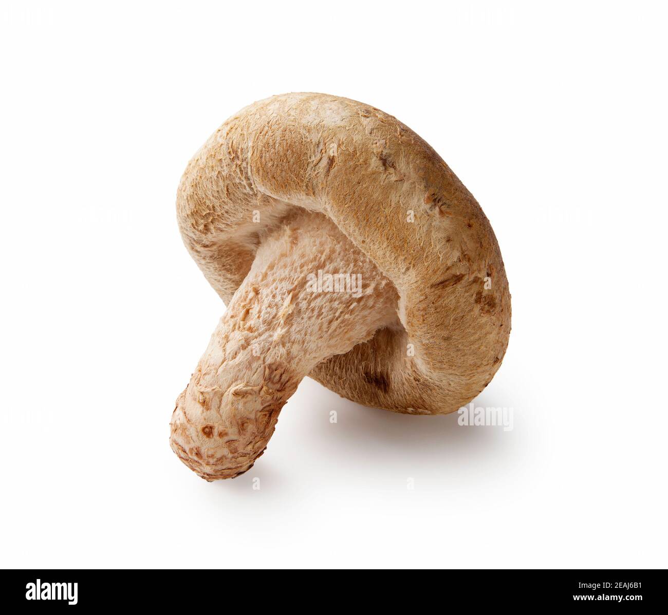 Shiitake Pilz auf dem weißen Hintergrund Stockfoto