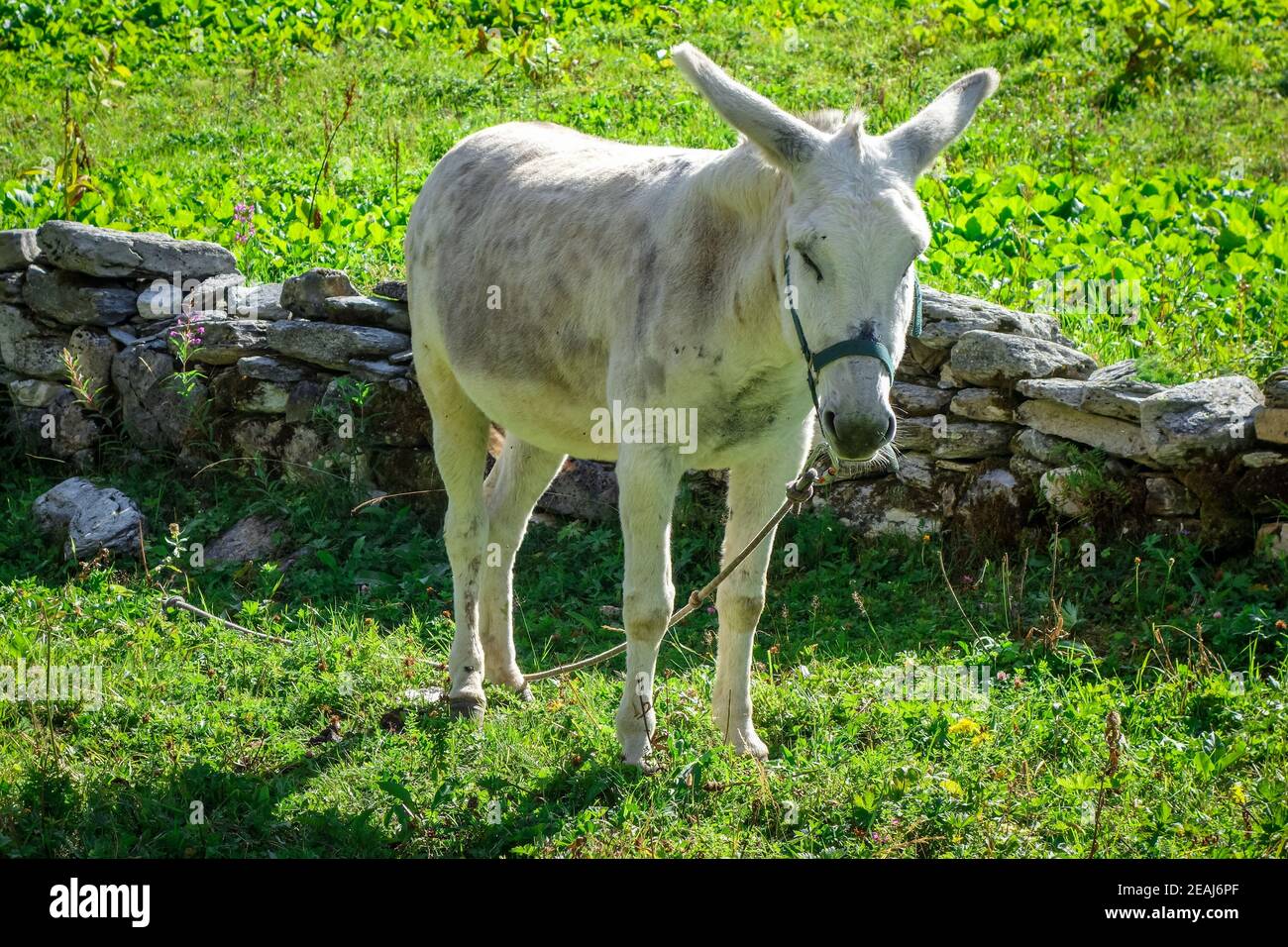 Esel in einem Feld, Französische alpen Stockfoto