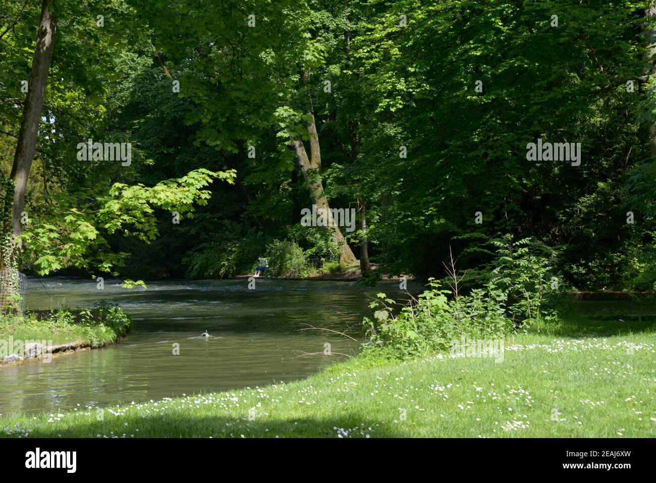 Graugänse im Englischen Garten von München Stockfoto