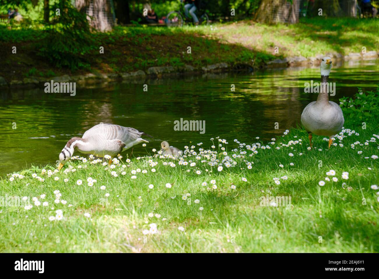 Graugänse im Englischen Garten von München Stockfoto